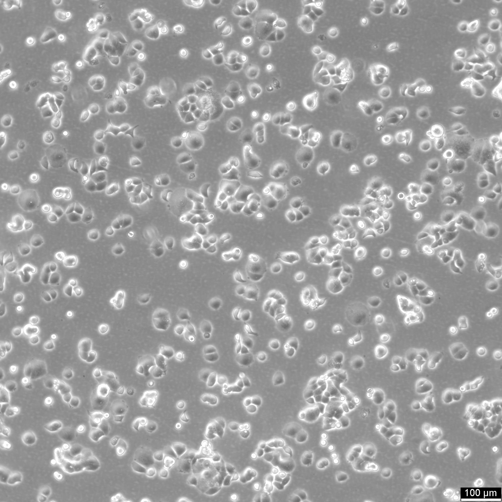 T47D Cells T47D Cells