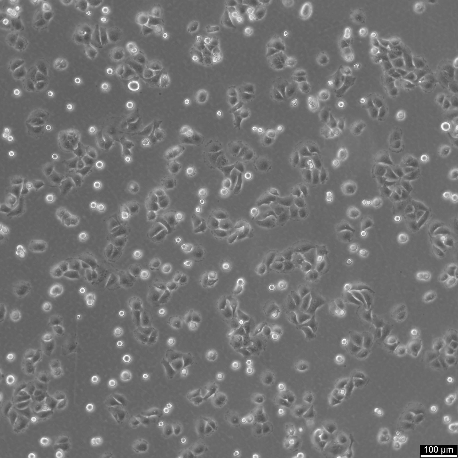 OVCAR-8