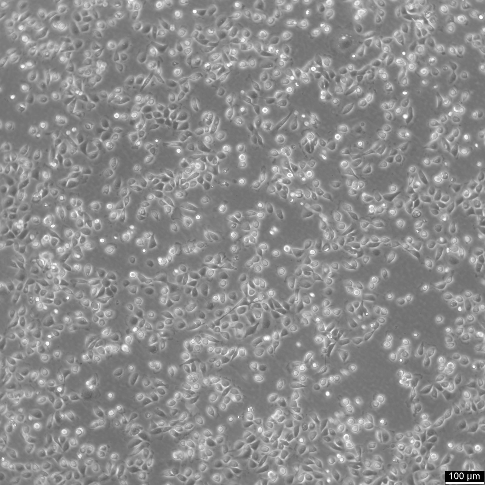 5637 Cells 5637 Cells