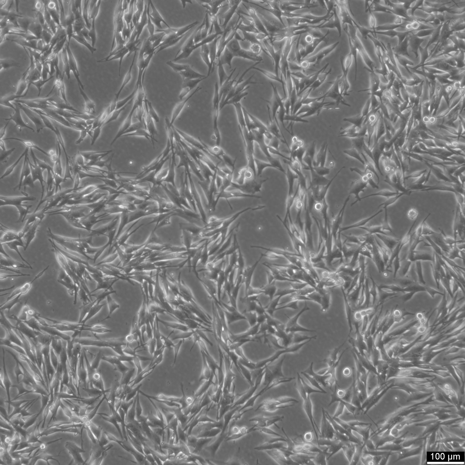 MeWo Cells MeWo Cells
