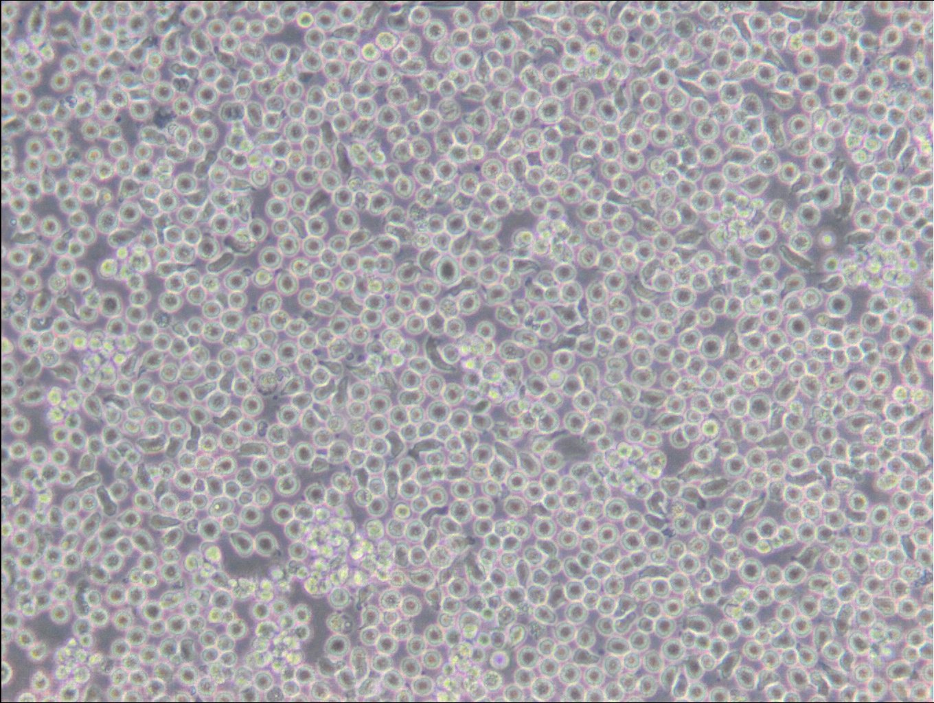 6T-CEM-Zellen