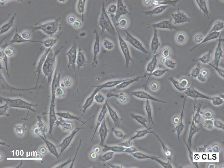 MDA-MB-435S Cells MDA-MB-435S Cells