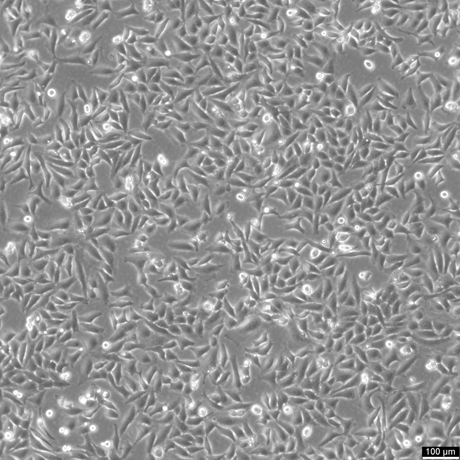 Hela 229 Cells Hela 229 Cells