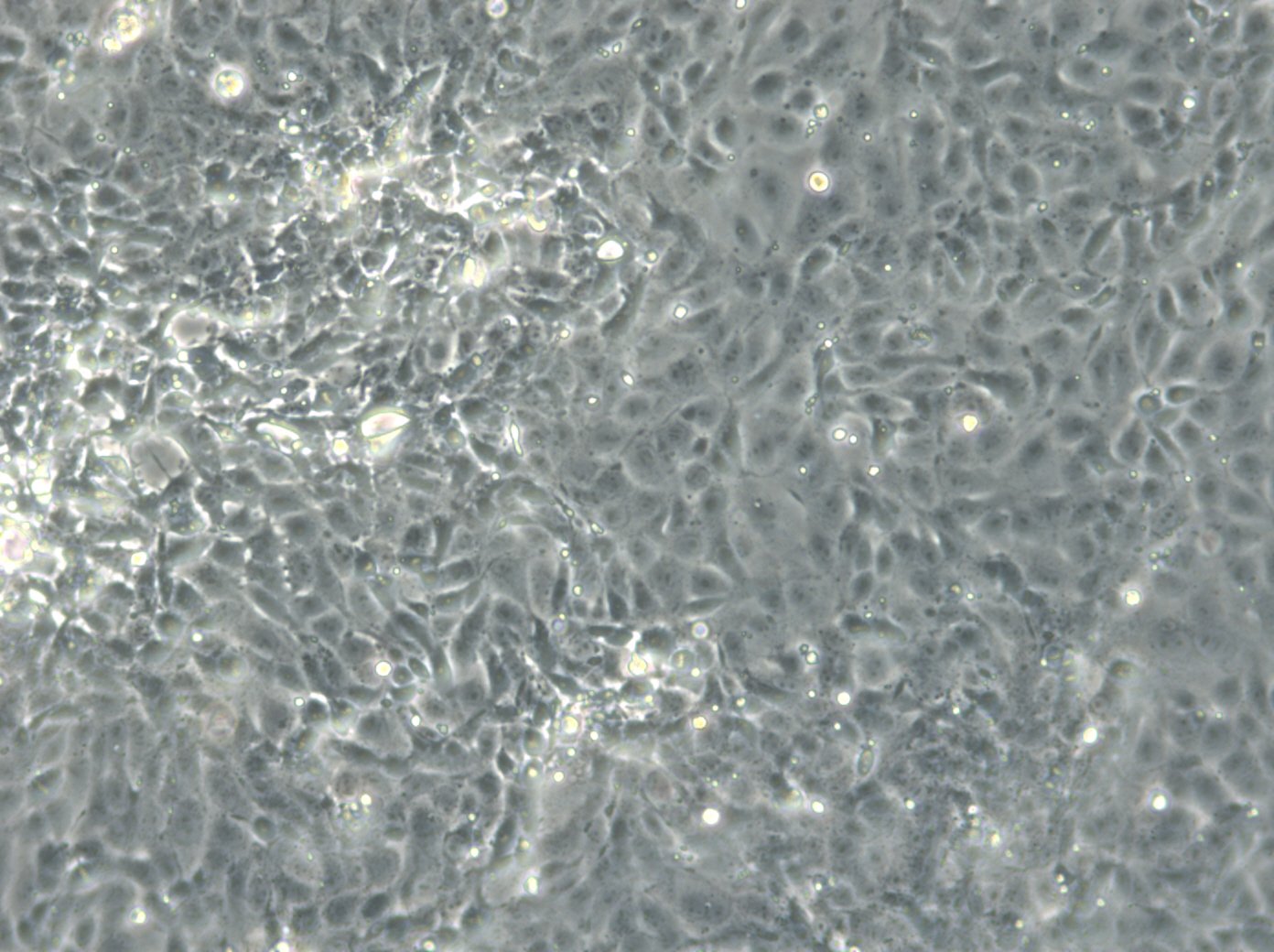 DSL-6B-C2 Cells