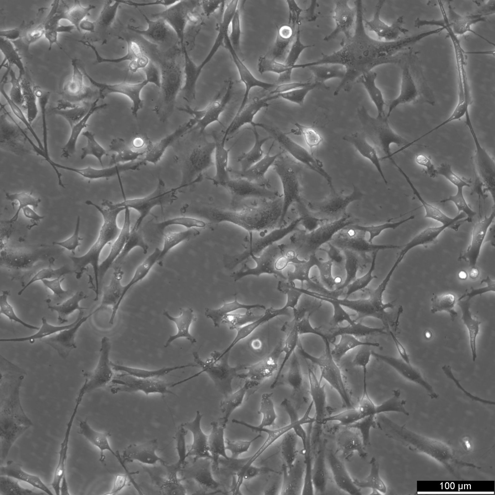 8305C Cells 8305C Cells