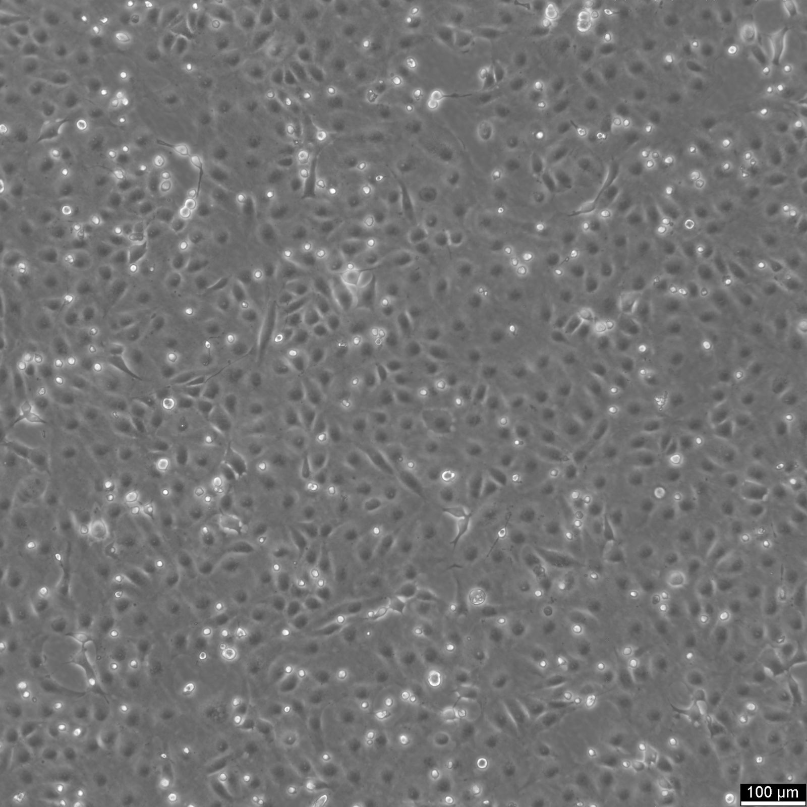 MARC-145 Cells MARC-145 Cells