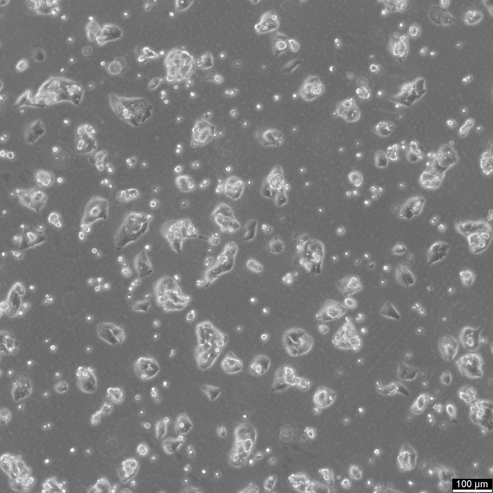 HepG2 Cells HepG2 Cells