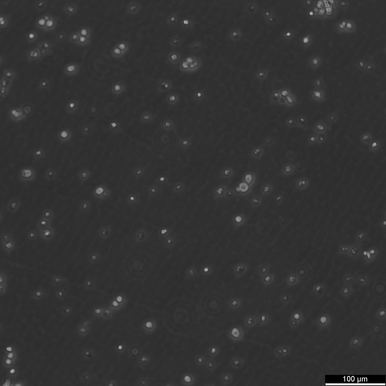 Ba/F3 Cells Ba/F3 Cells
