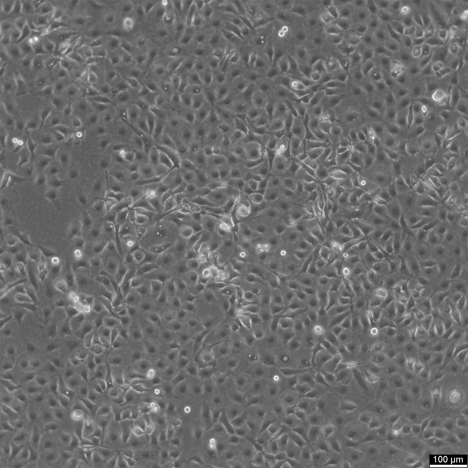 NCI-H1650 Cells