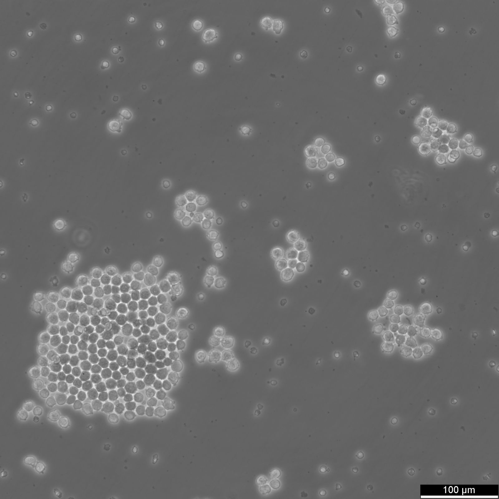 NS0 cells