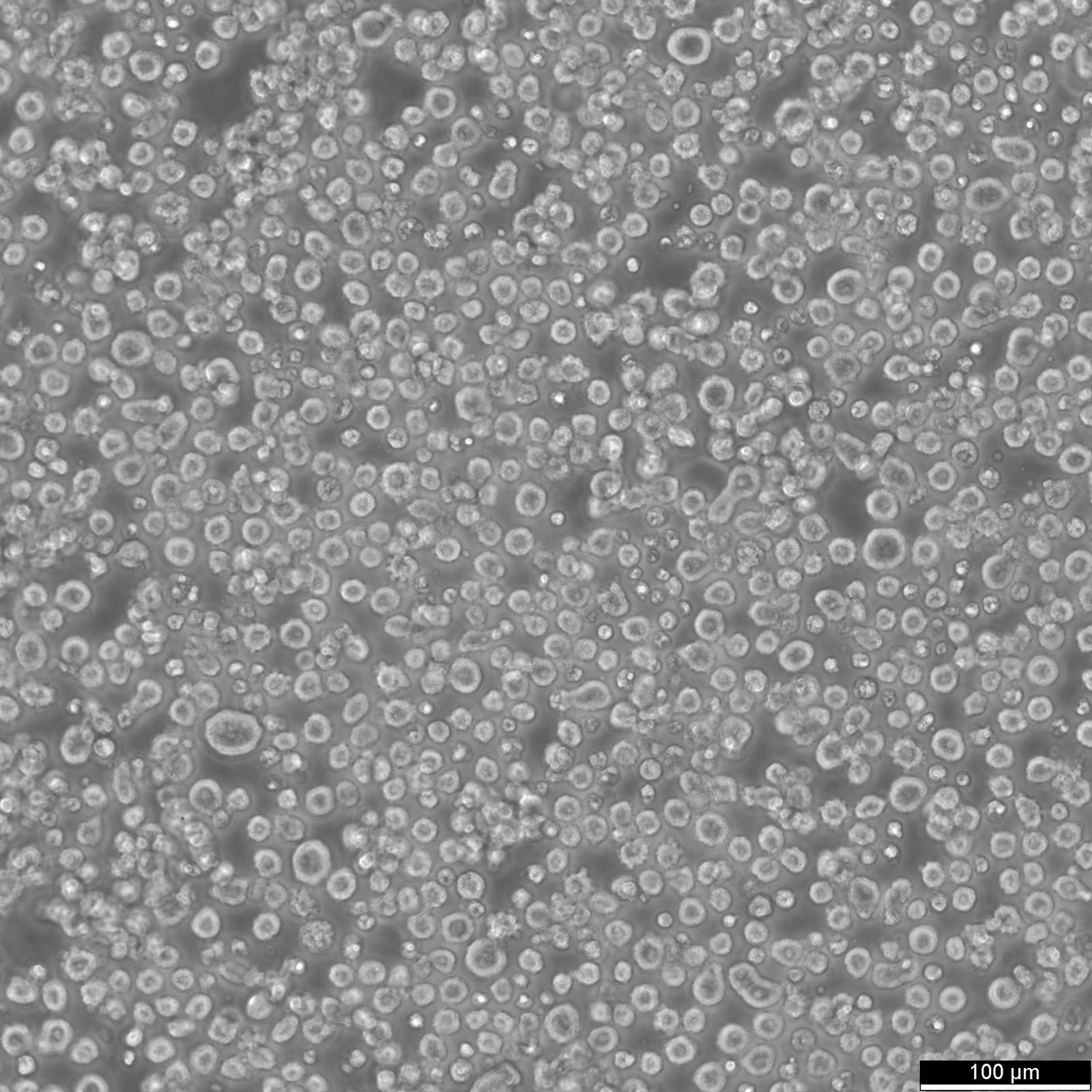 LP-1 Cells LP-1 Cells
