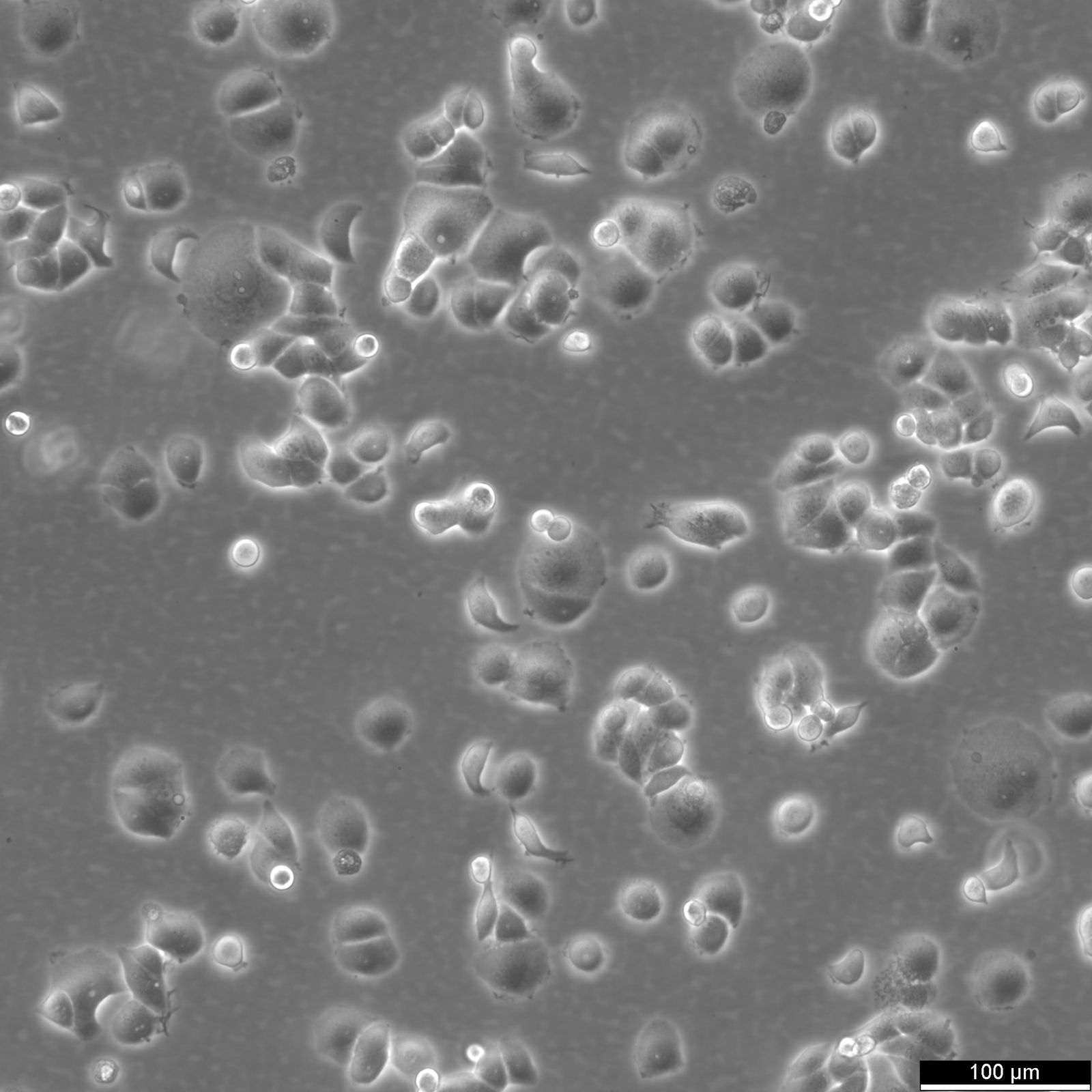 T47D Cells T47D Cells