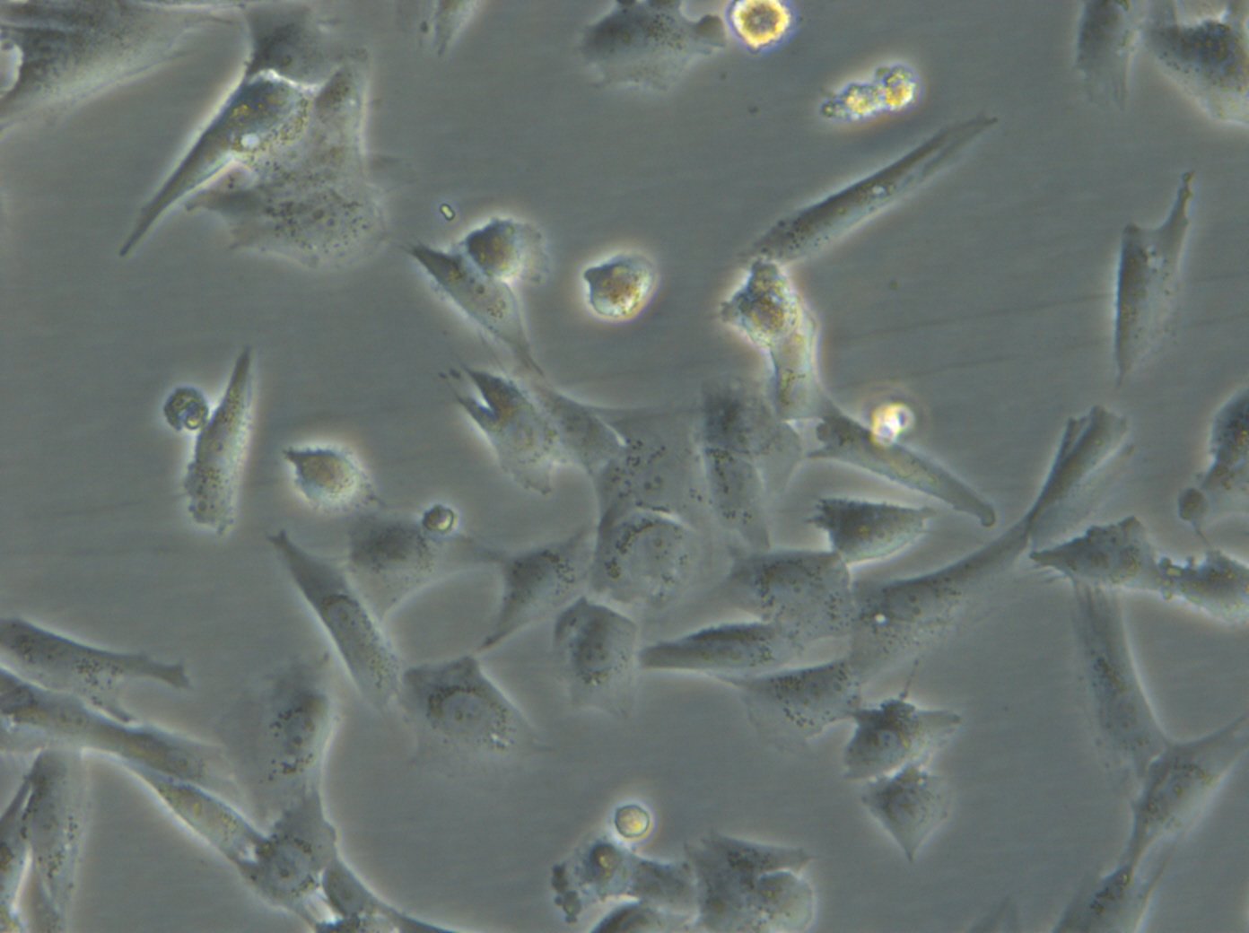 HROG63 Cells