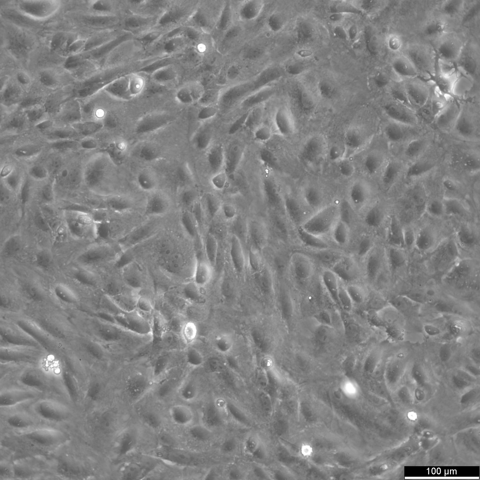 BS-C-1 Cells