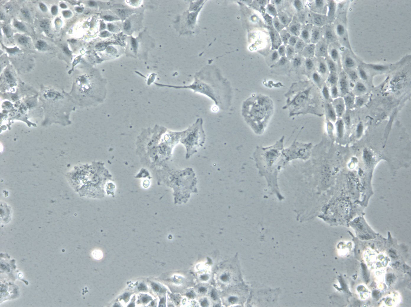 TRI-C3H Cells