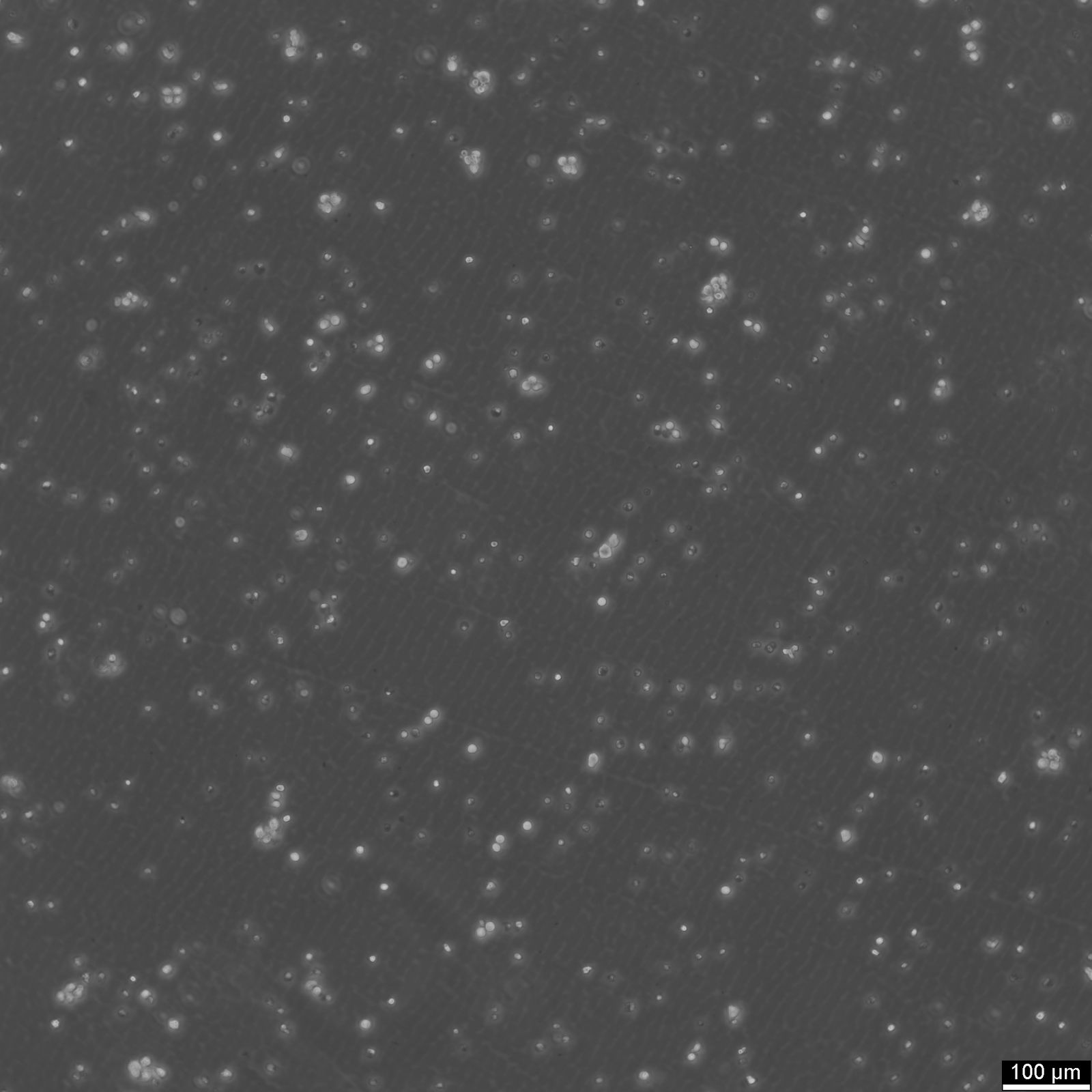 Ba/F3 Cells Ba/F3 Cells