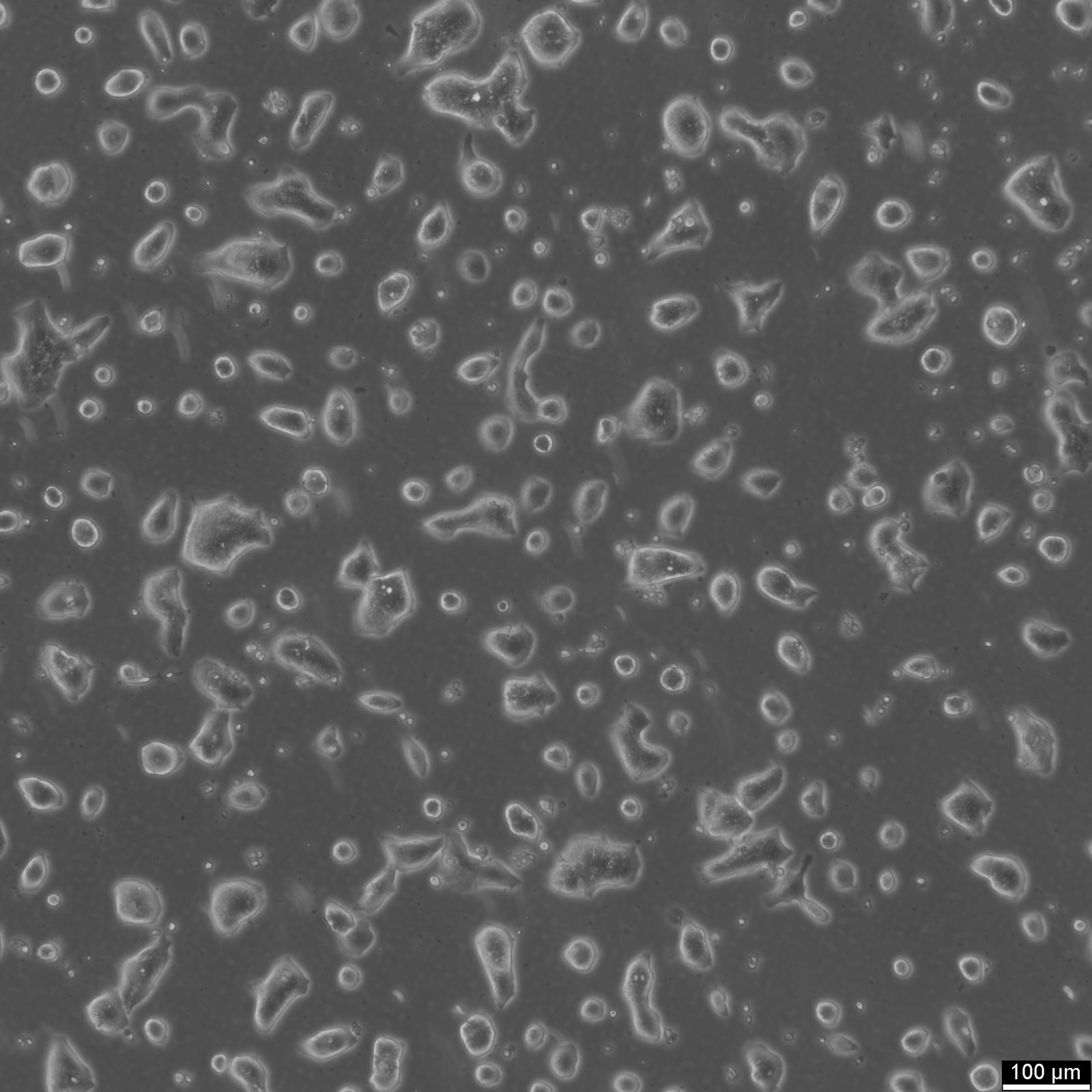 LS174T Cells LS174T Cells