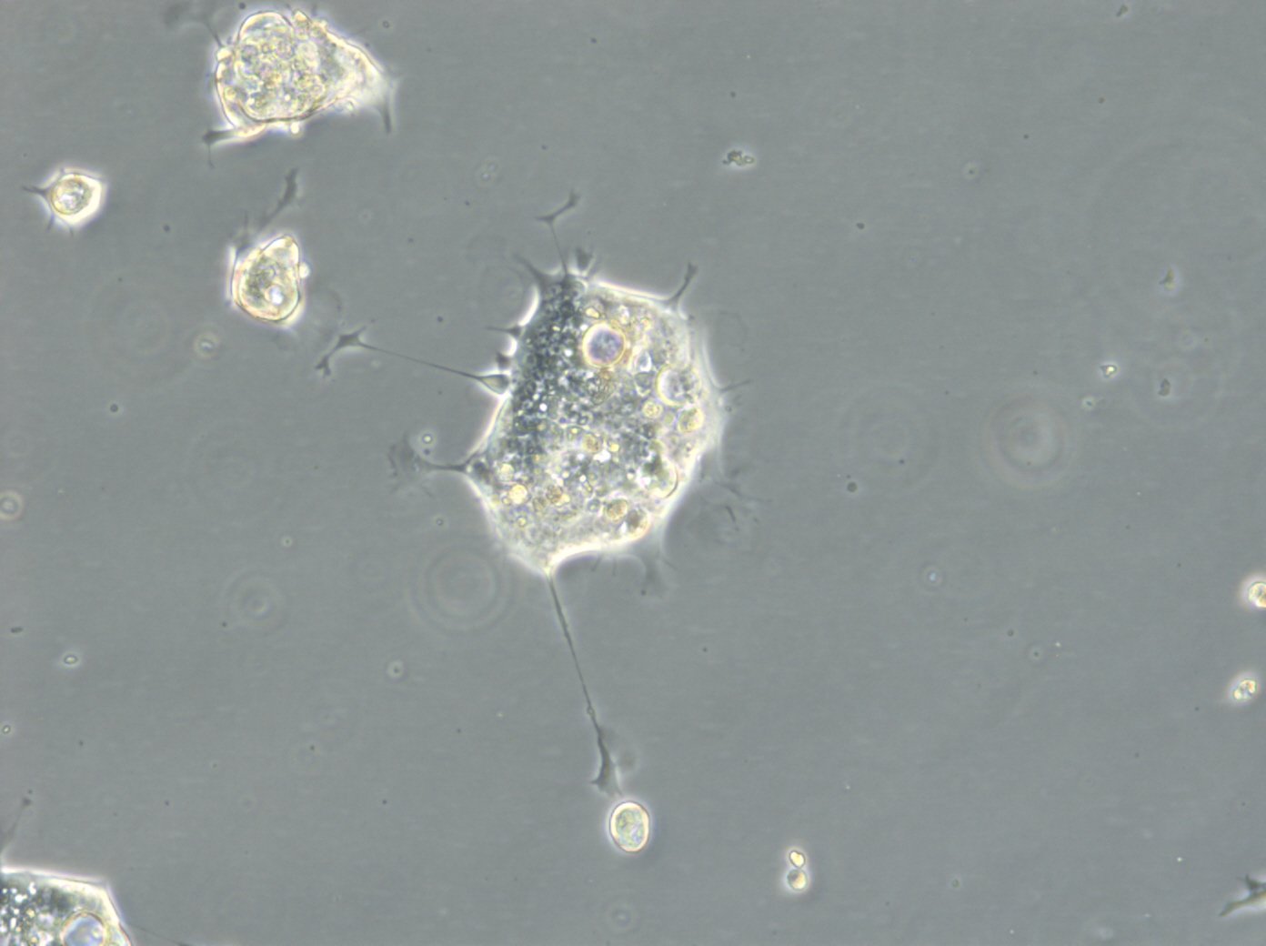 HROC69-Zellen
