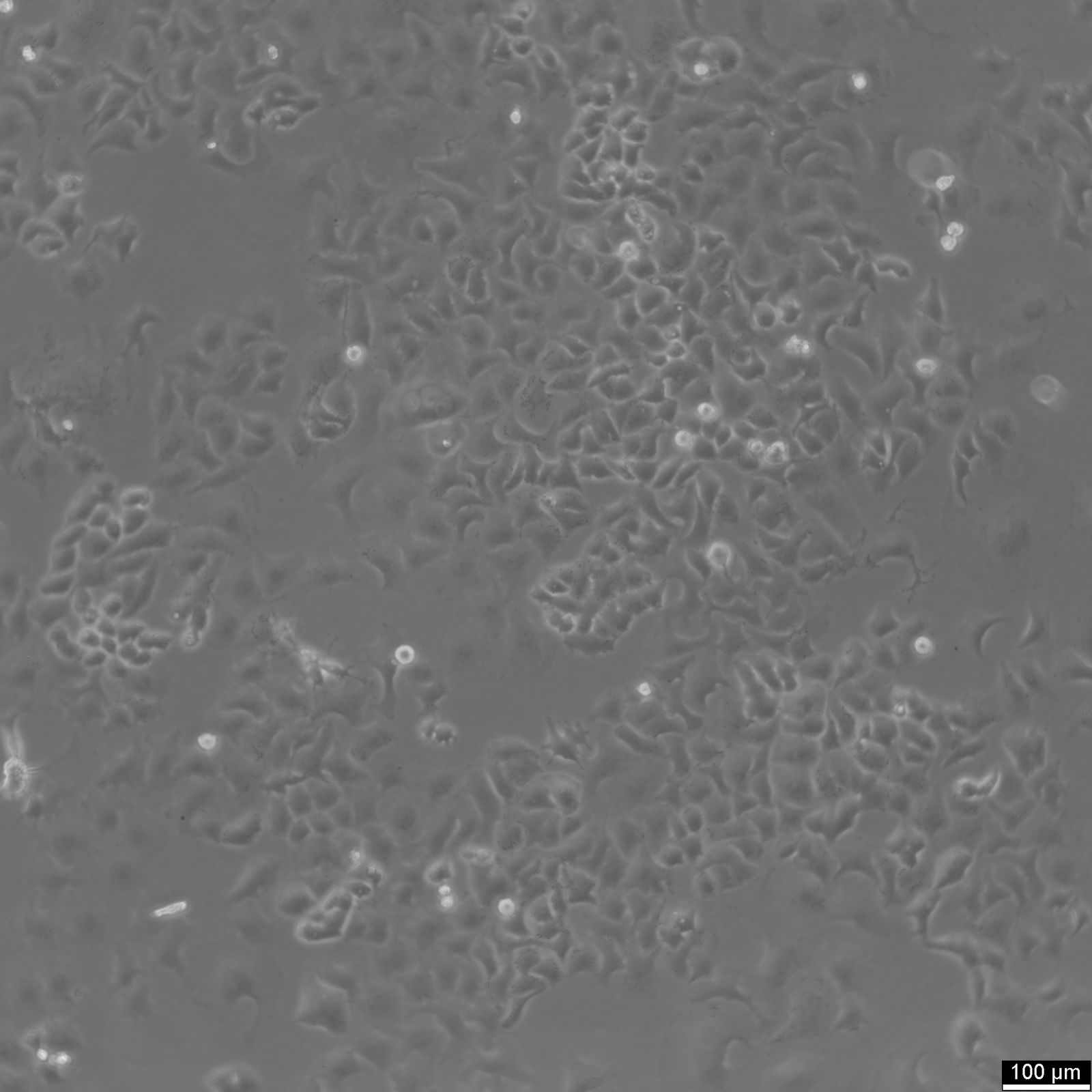 NCI-H522 Cells