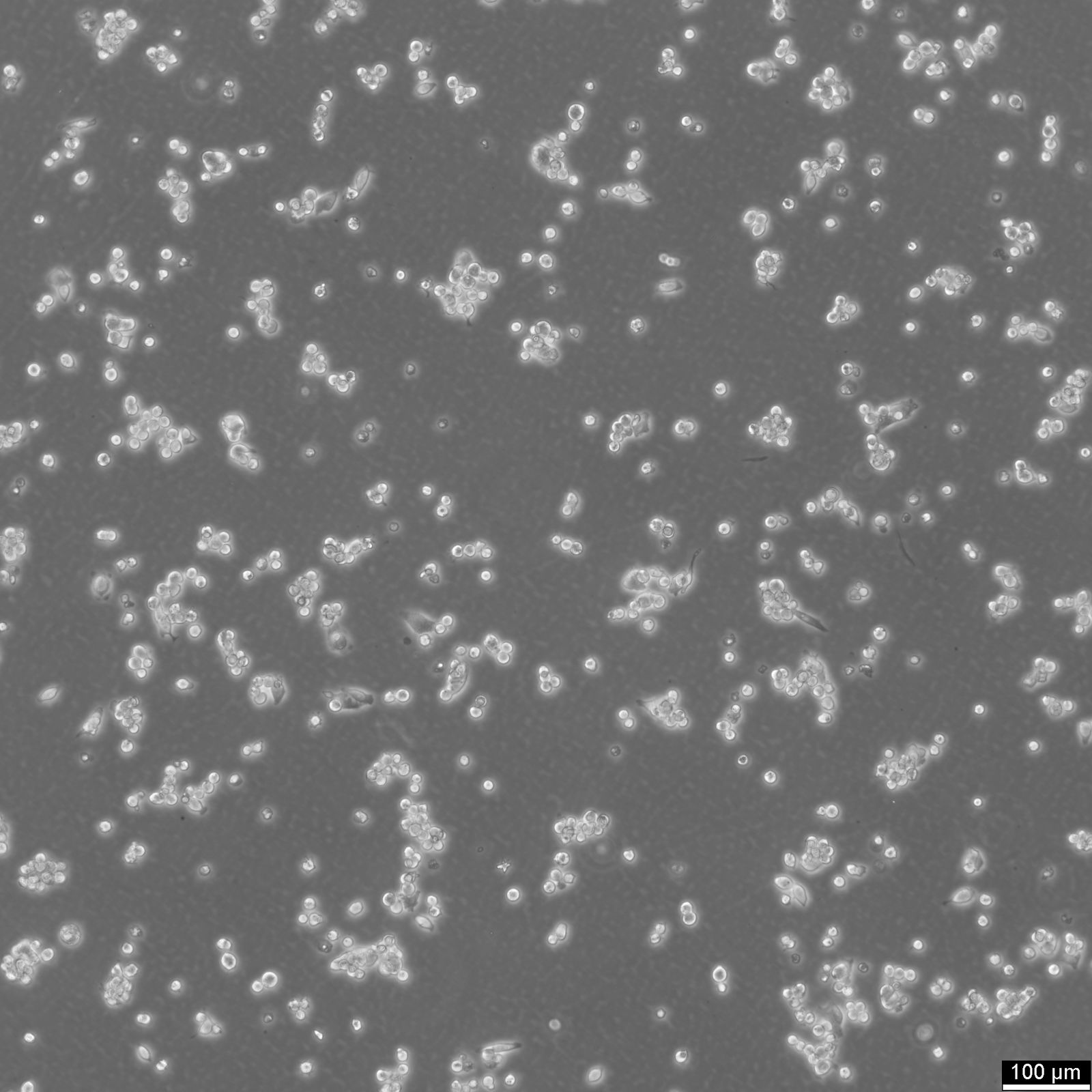 HepG2 Cells HepG2 Cells