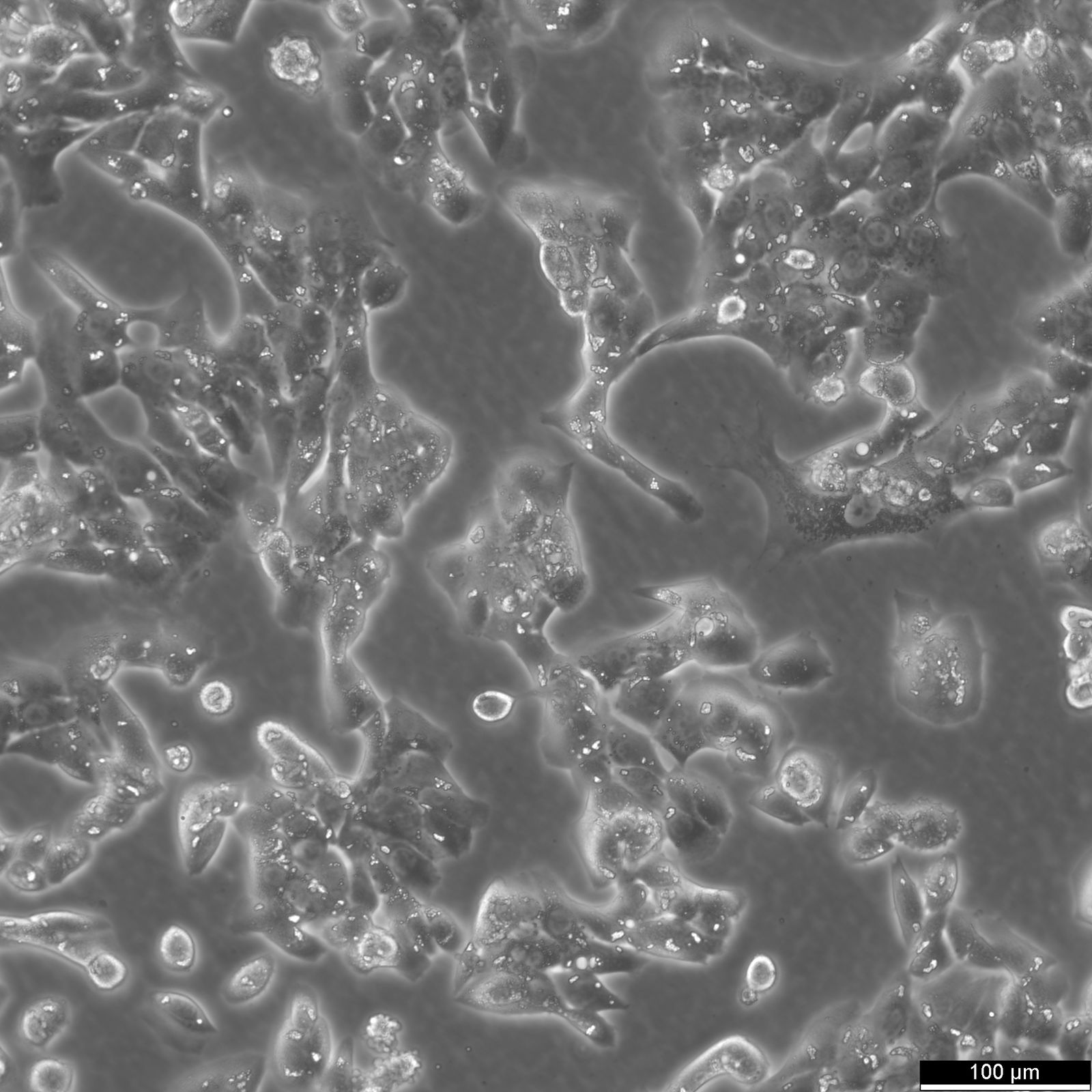 MLTC-1 Cells MLTC-1 Cells