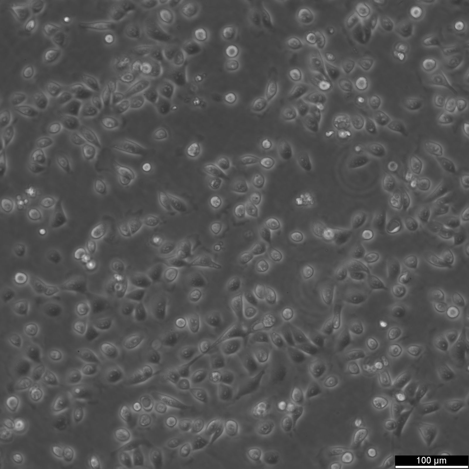 5637 Cells 5637 Cells