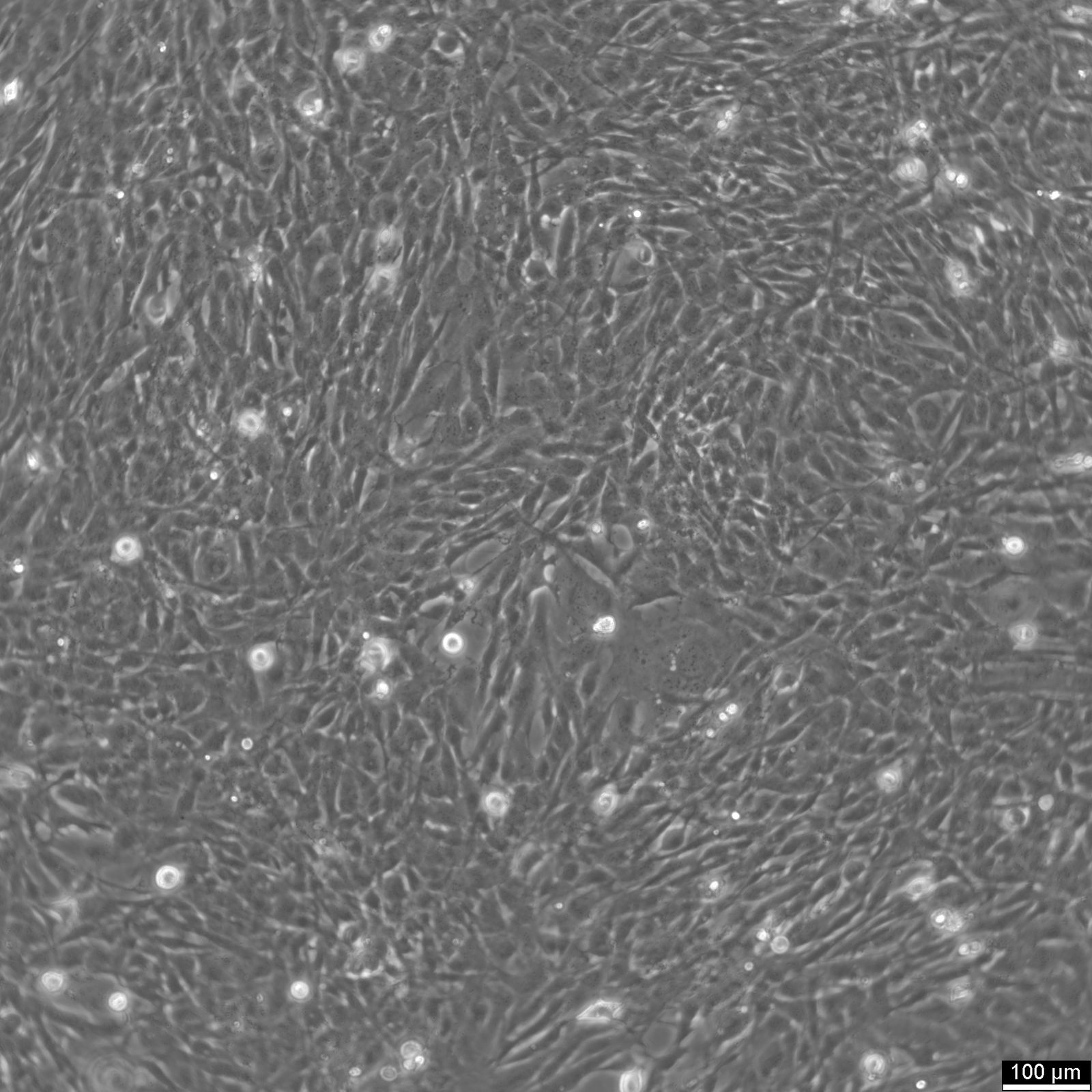 AC16 Cardiomyocyte Cell Line