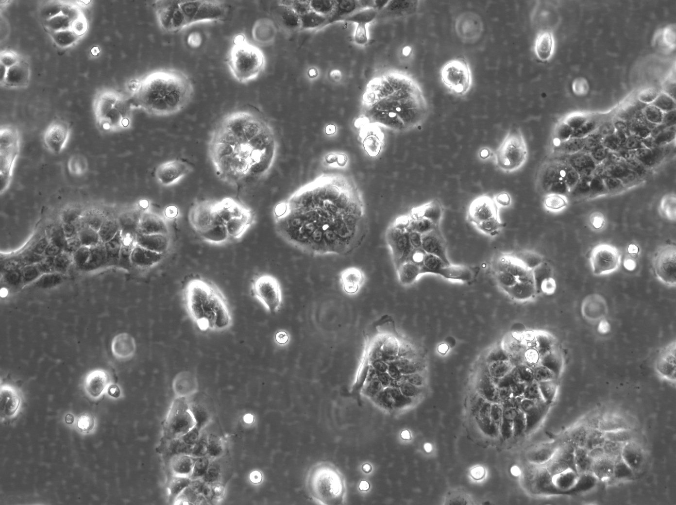 HaCaT-ras II-4-Zellen