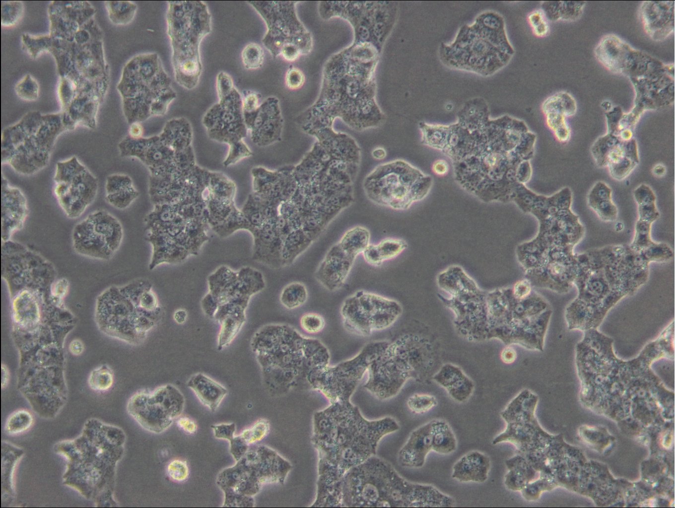 Beta-TC-6-Zellen