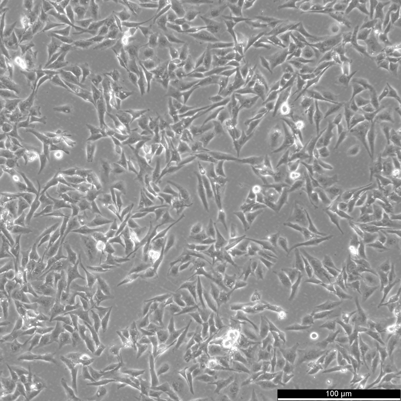 SW-684 Cells