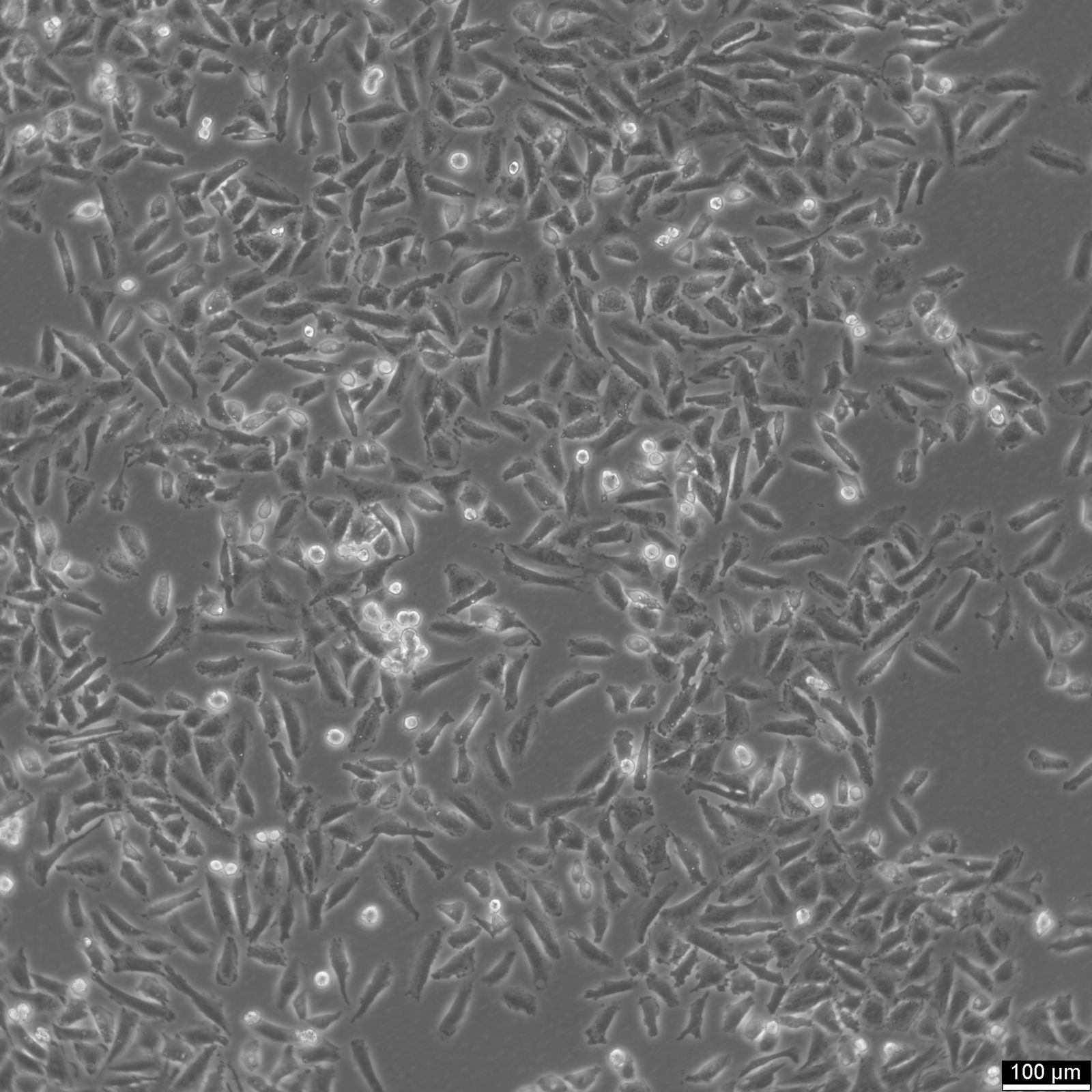 Nci-h1703 Cells