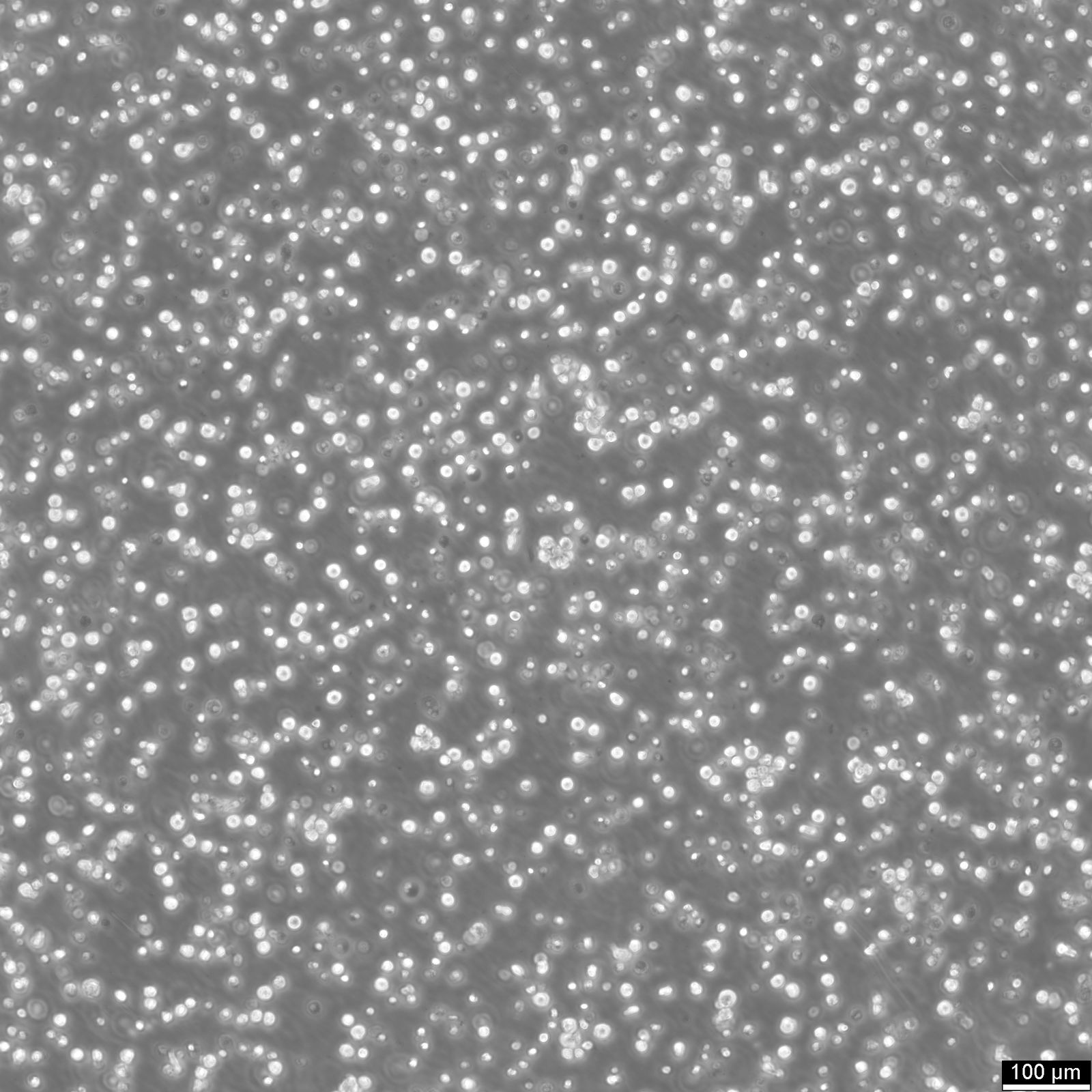 IM-9 Cells IM-9 Cells