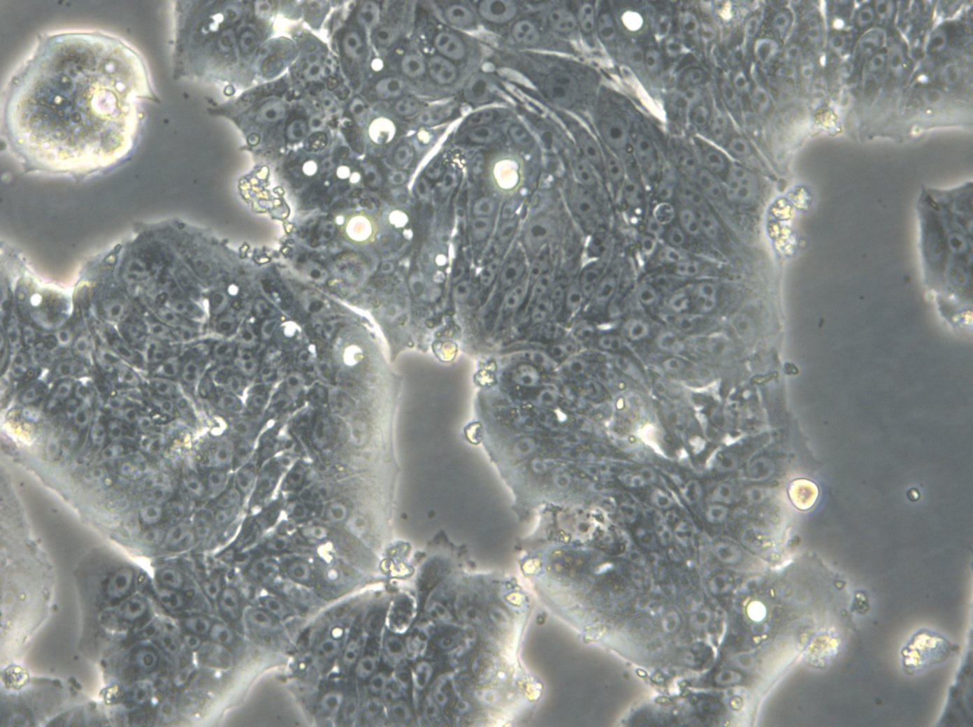 HROC39 T0 M2-Zellen