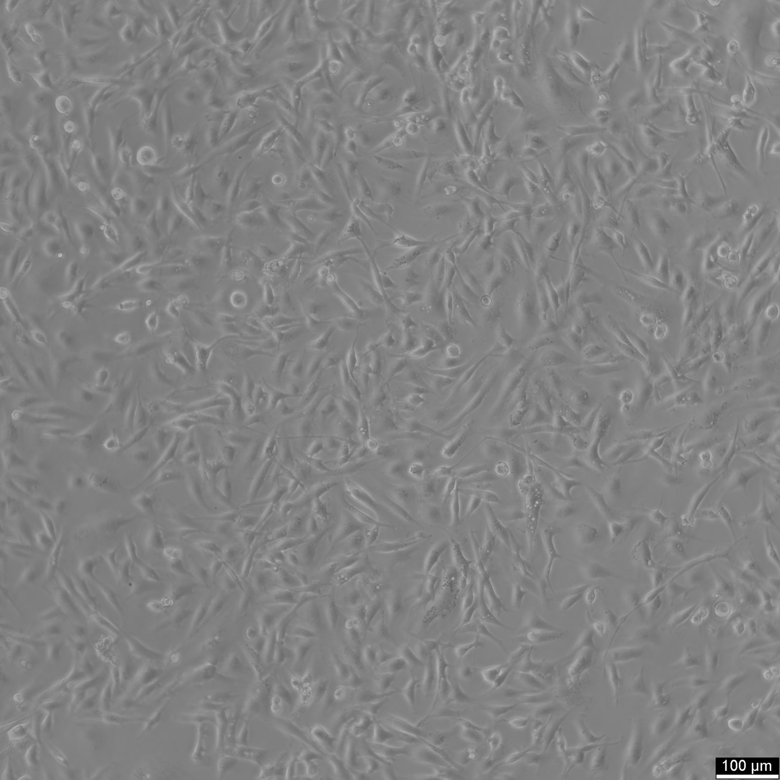 8305C Cells 8305C Cells