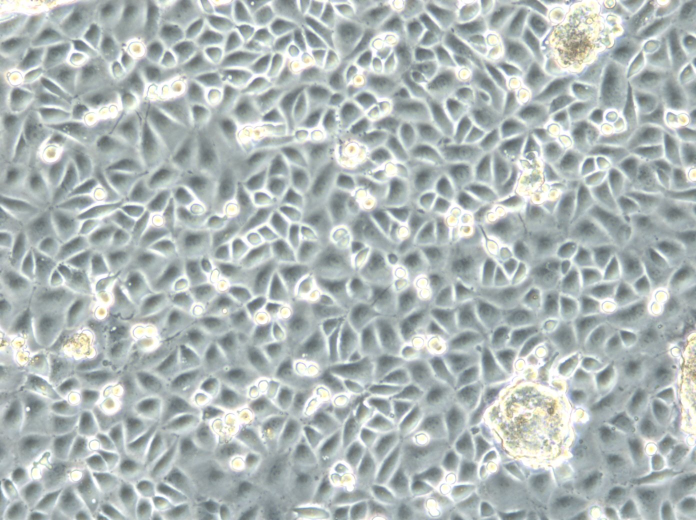 CADO-ES1 Cells
