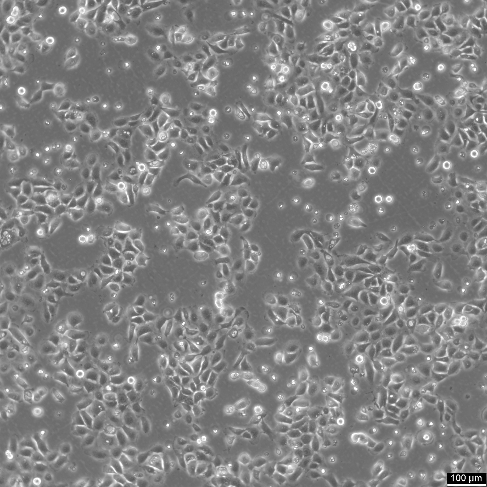 Cellules NCI-H292