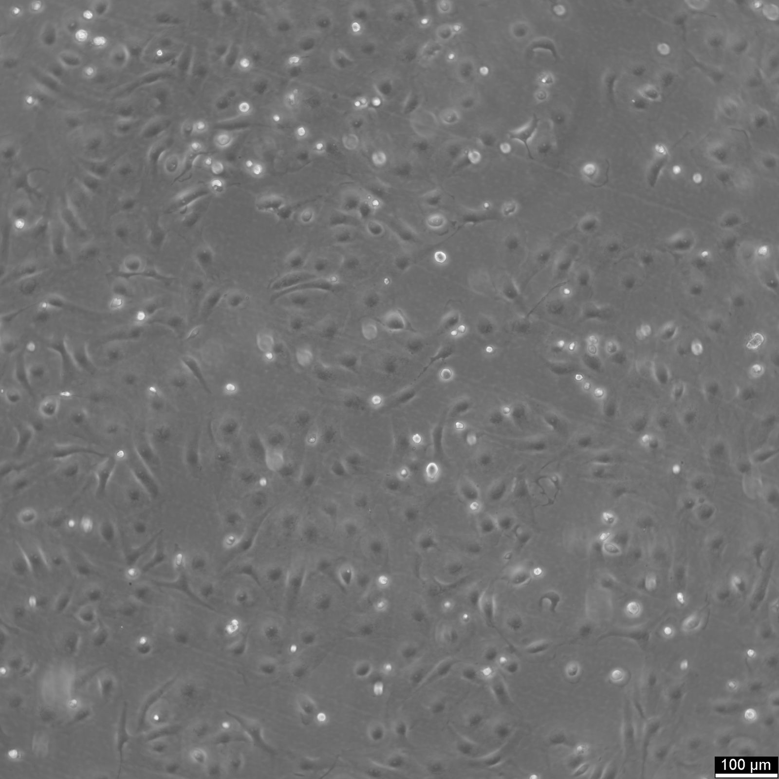 MARC-145 Cells