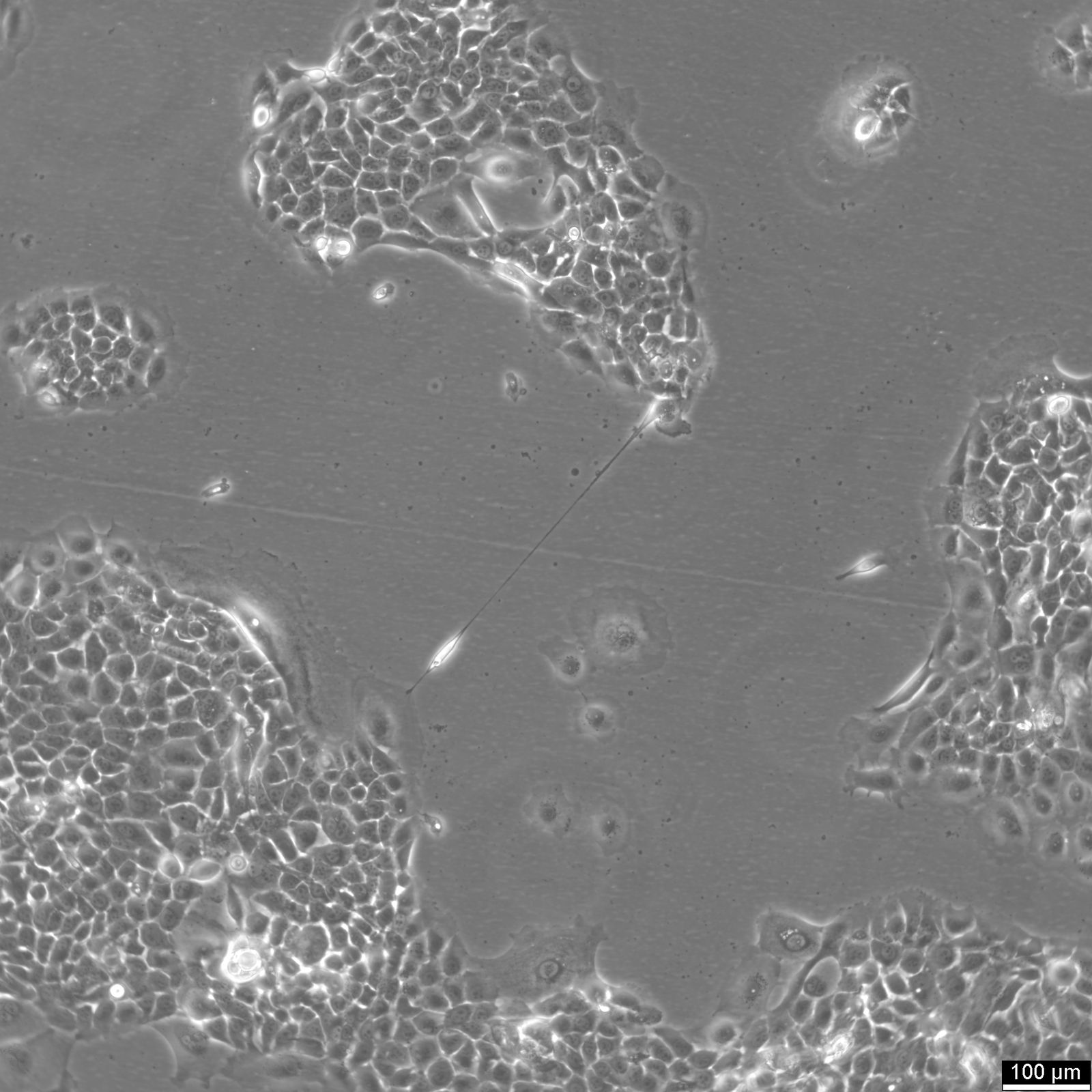 CLS-354 Cells CLS-354 Cells