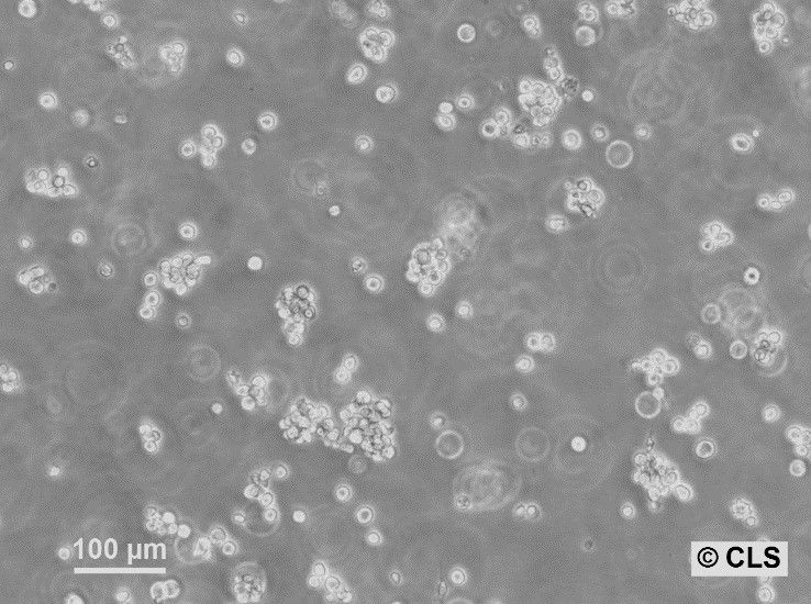 RPMI 8226 Cells