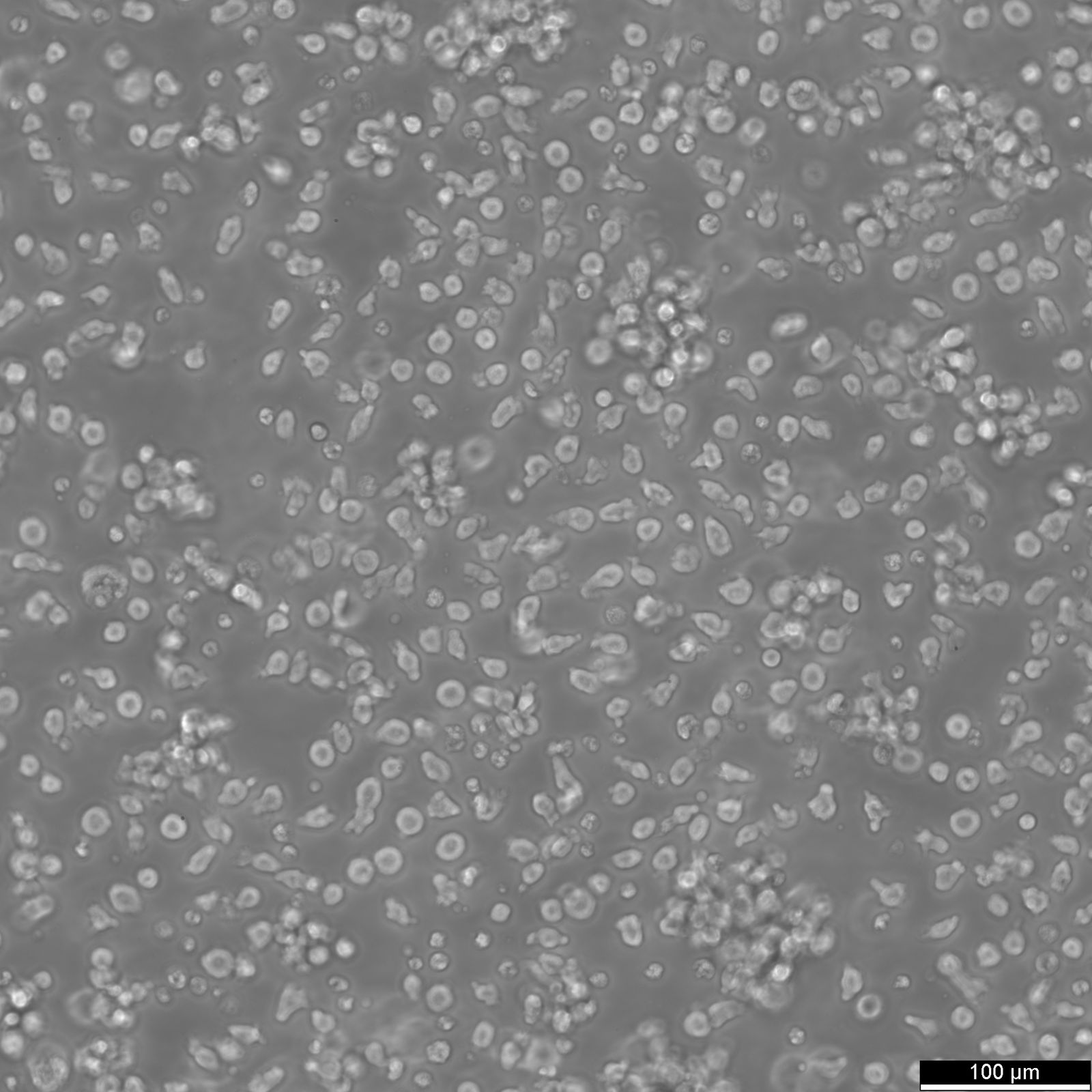 IM-9 Cells IM-9 Cells