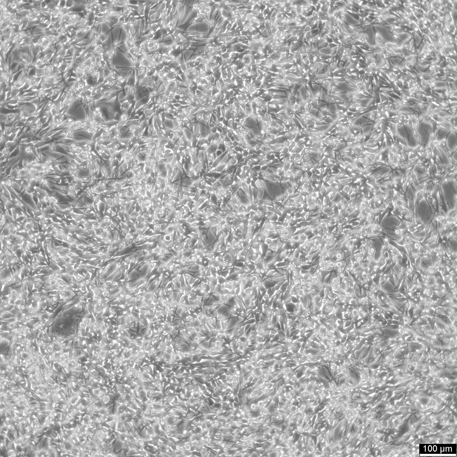 LA795 Cells LA795 Cells