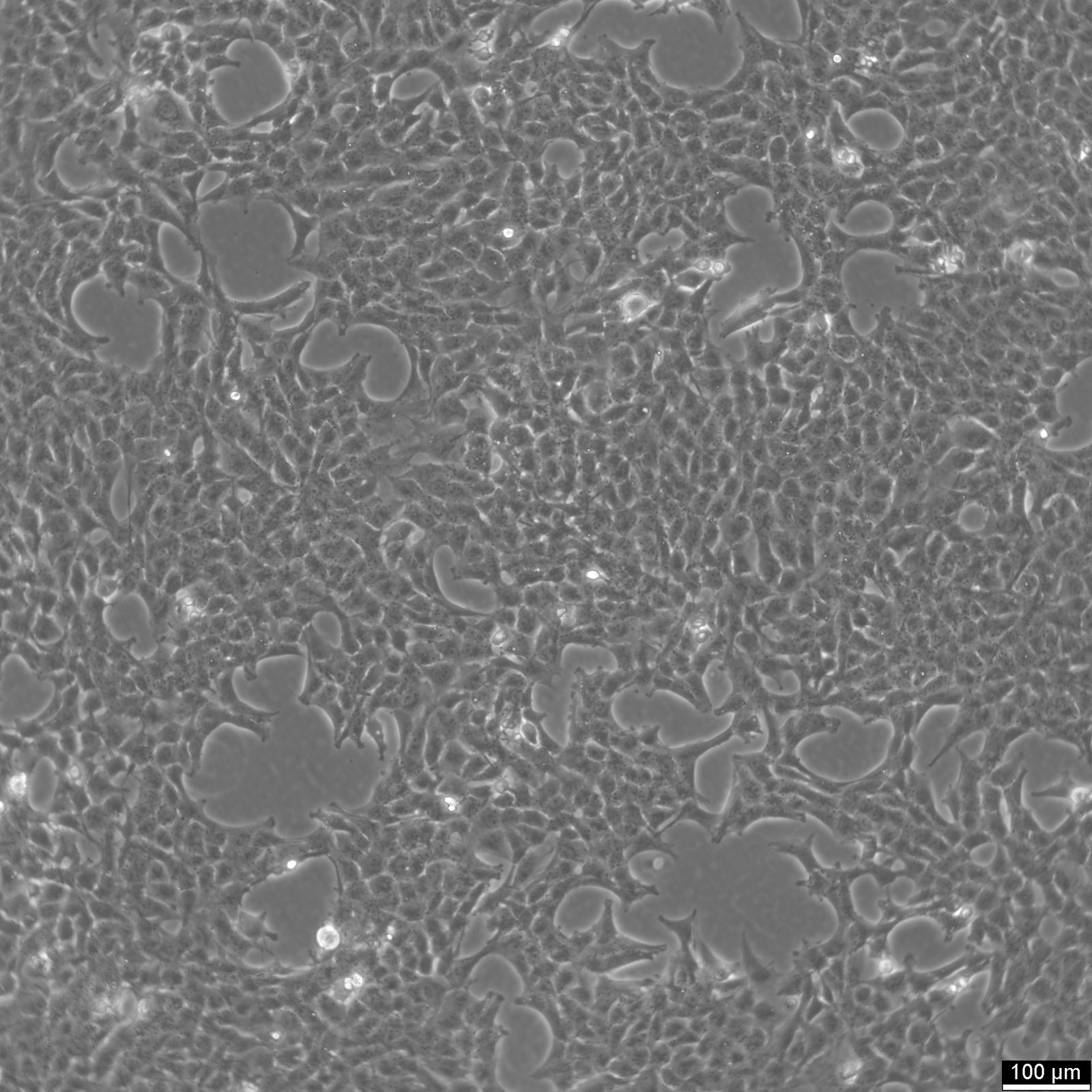 SN12C