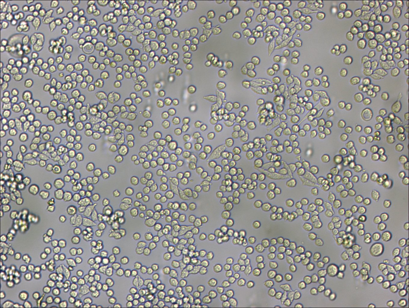 L6565 Cells