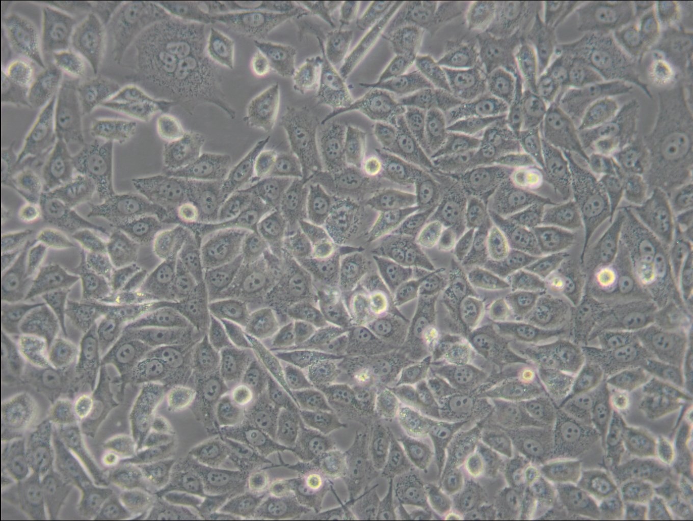 PC-3M-Zellen