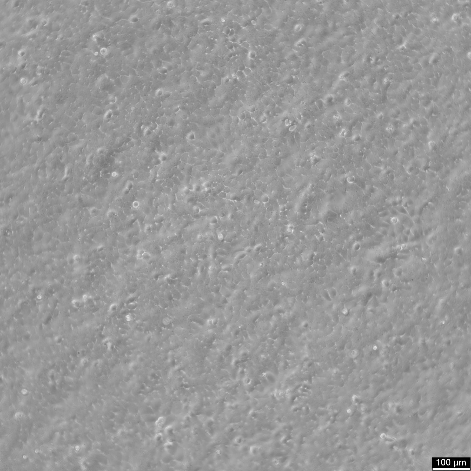 5637 Cells 5637 Cells