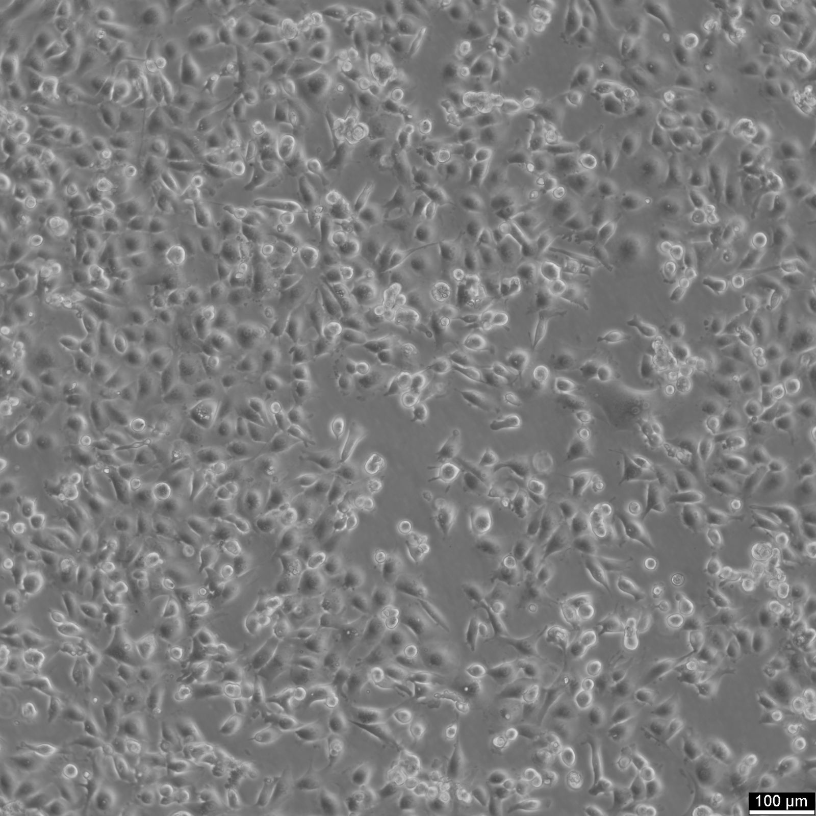 NCI-H226 Cells NCI-H226 Cells