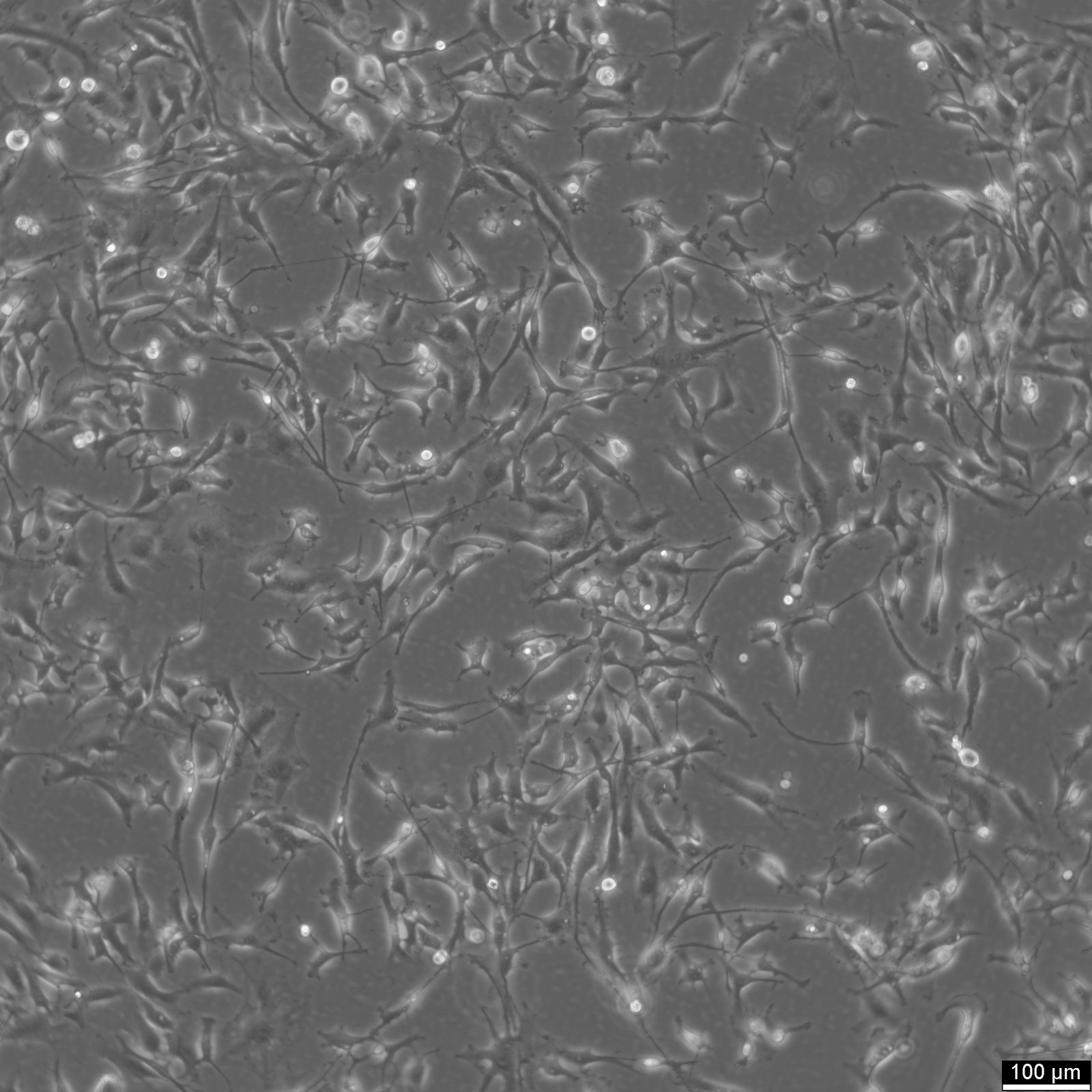 8305C Cells 8305C Cells