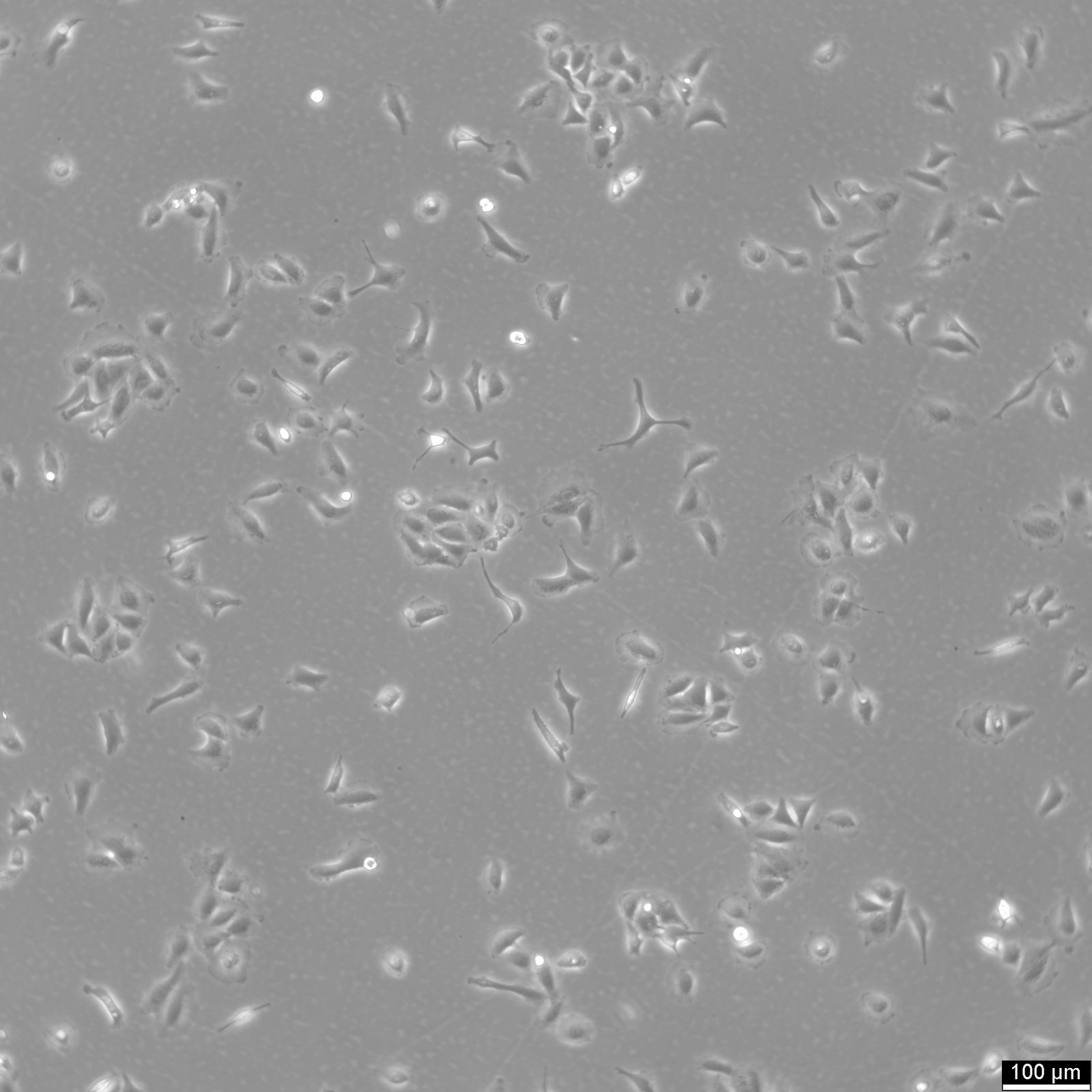 A549 Cells A549 Cells