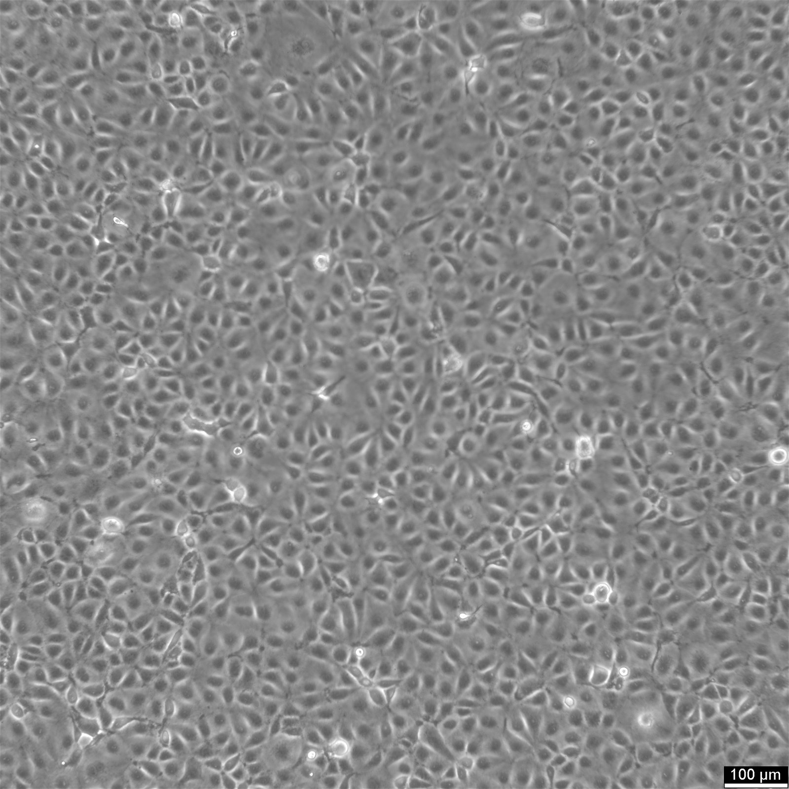 MARC-145 Cells