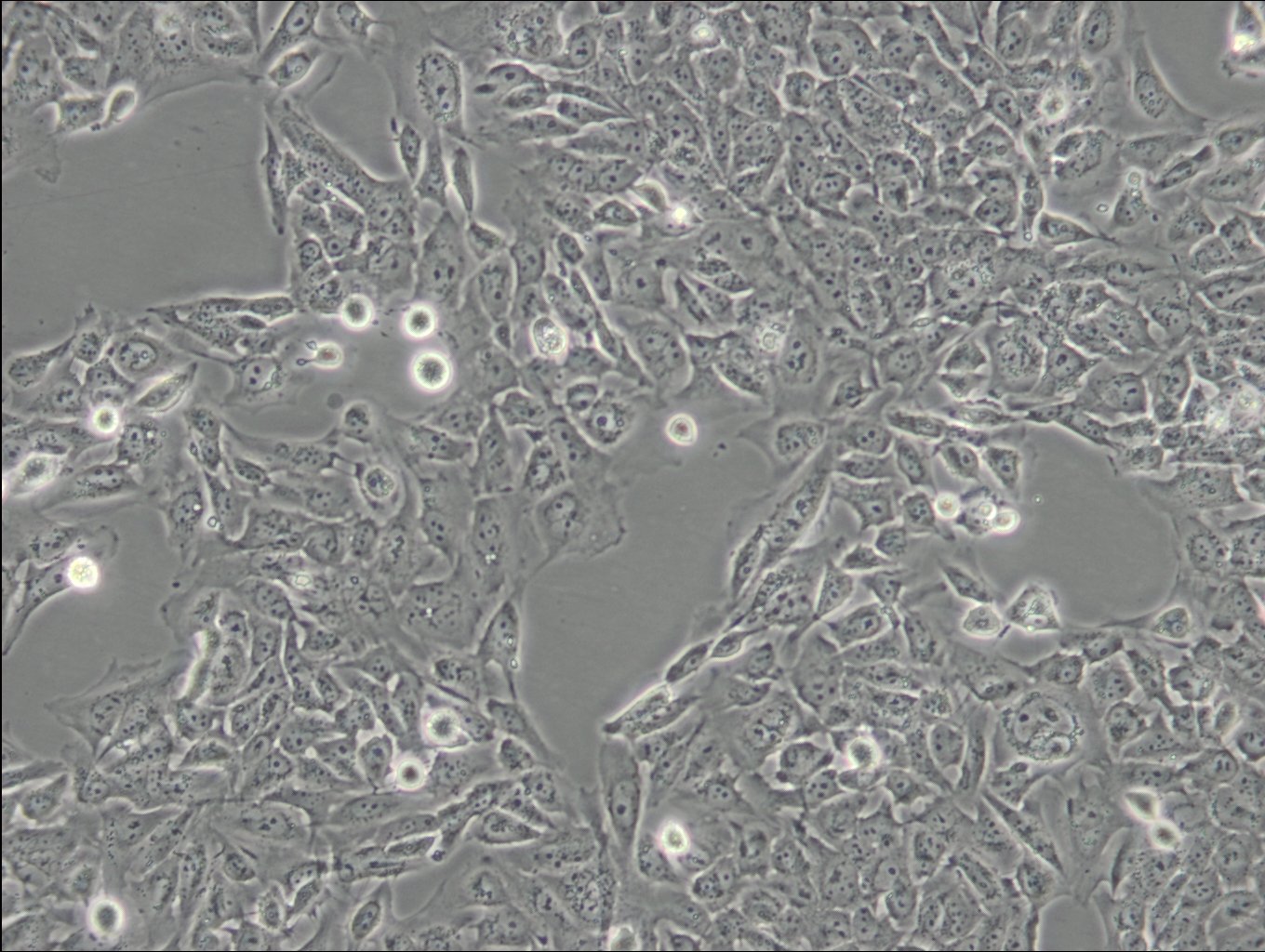 SV-HUC-1 Cells